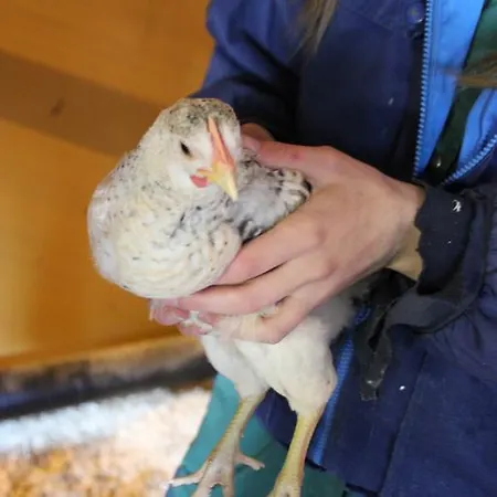 Heidin Mummola Farm 펠로