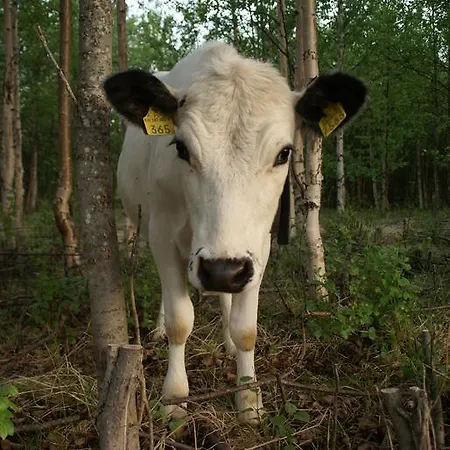 Heidin Mummola Farm