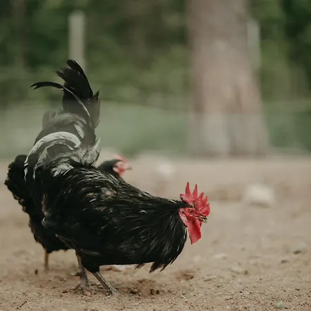 Lantgård Heidin Mummola Farm Pello