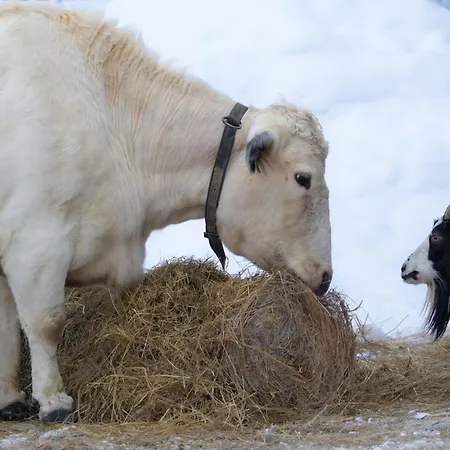 Heidin Mummola Farm *
